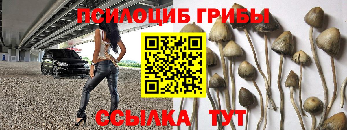 где можно купить наркотик  Галлюциногенные грибы прущие грибы  Кыштым  Вход с VPN  Псилоцибиновые грибы Psilocybe 